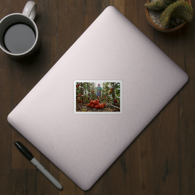 Caucasian farmer picking tomatoes by naturalis